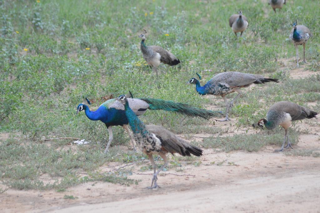 Lohana Village Resort Pushkar Eksteriør bilde